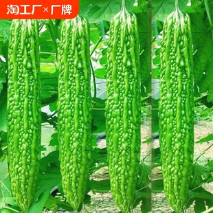荷兰高产苦瓜种子种籽苗嫁接带土大全孑苹果蔬菜秧苗四季菜苗秧白