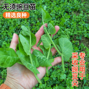 豌豆苗种蔬菜豌豆种籽尖芽苗菜种子种籽四季种植孑碗豆种碗豆吃苗