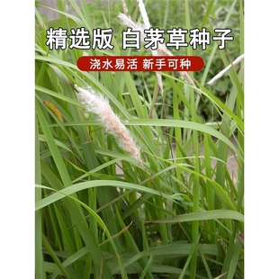 野生白茅草种子坟头山坡绿化白毛菅绿化种籽孑苇状羊茅四季播种