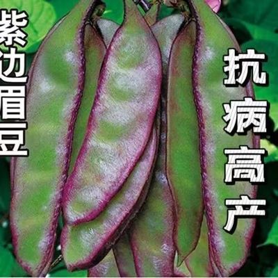 紫边眉豆种子猪耳朵红扁加