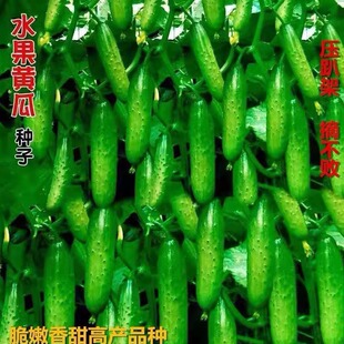 懒人黄瓜种子地爬不搭架水果黄瓜种子爬满地盆栽四季播种蔬菜种籽