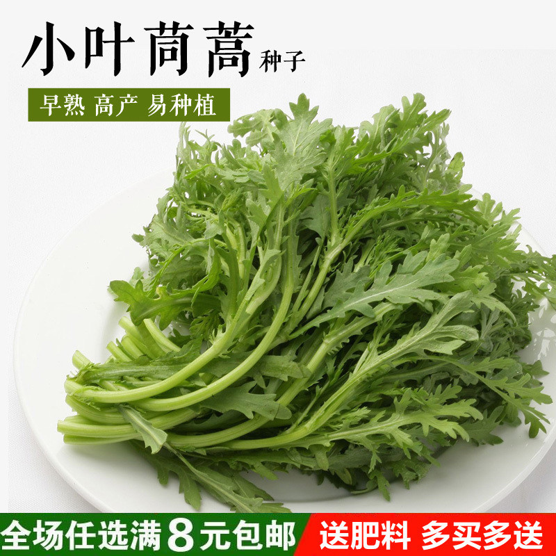 小叶茼蒿种子四季蔬菜精选光杆