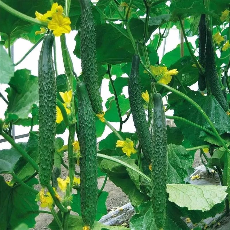 津研四号黄瓜种子绿瓤心肉