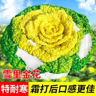 黄心乌种子乌塌菜 菜种籽乌塔菜 蔬菜种孑耐寒秋季四季菜种种植苗