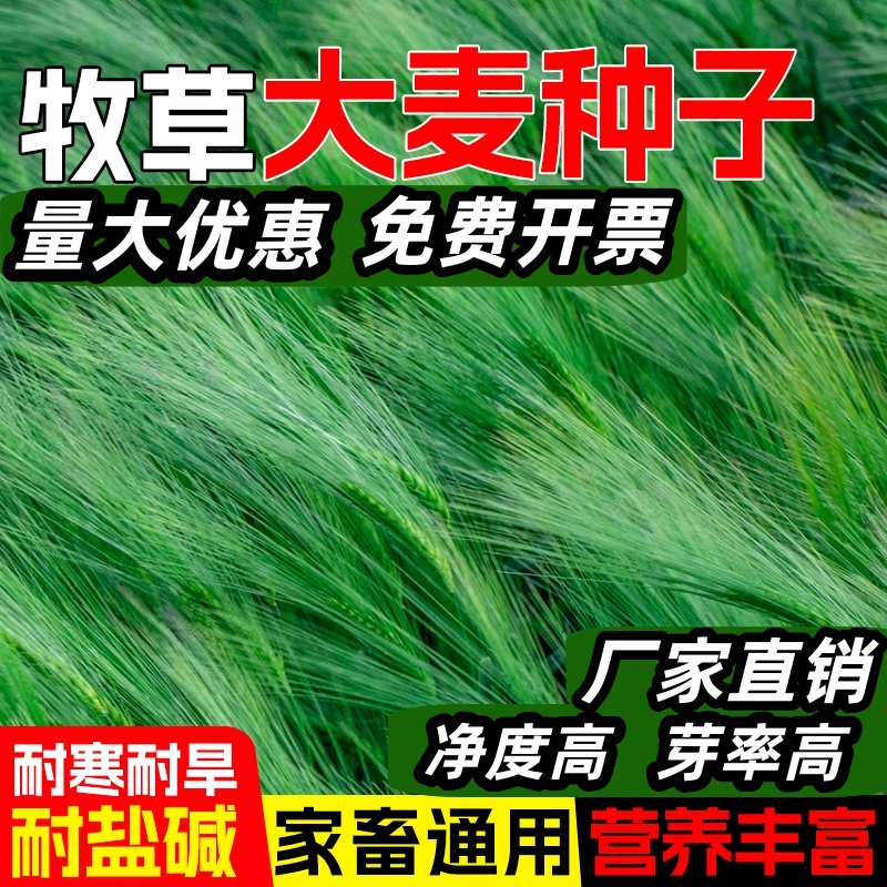 大麦种子四季高产多年生耐寒耐旱牧草种籽高蛋白畜牧养殖家畜喜食