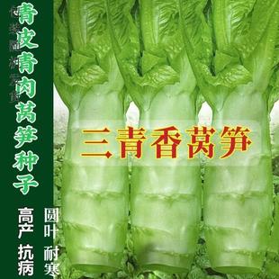三青香莴笋种子阳台浓香型圆叶莴笋种抗热耐寒秋冬季蔬菜种子