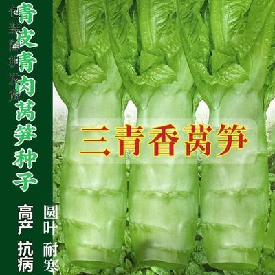 三青香莴笋种子阳台浓型圆