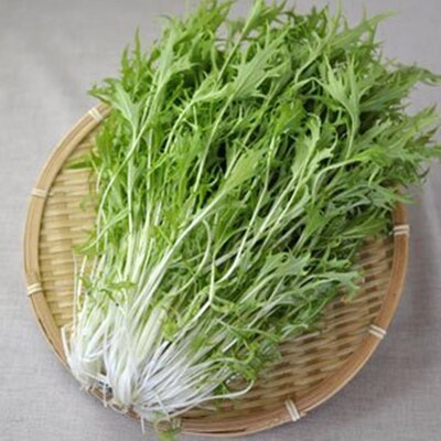 京水菜种子水晶菜种籽北京特菜春播 保健野菜种子四季种周期短青