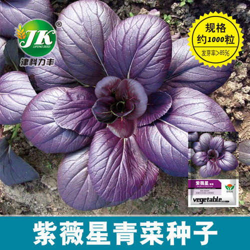 紫油菜种子小青籽红上海南
