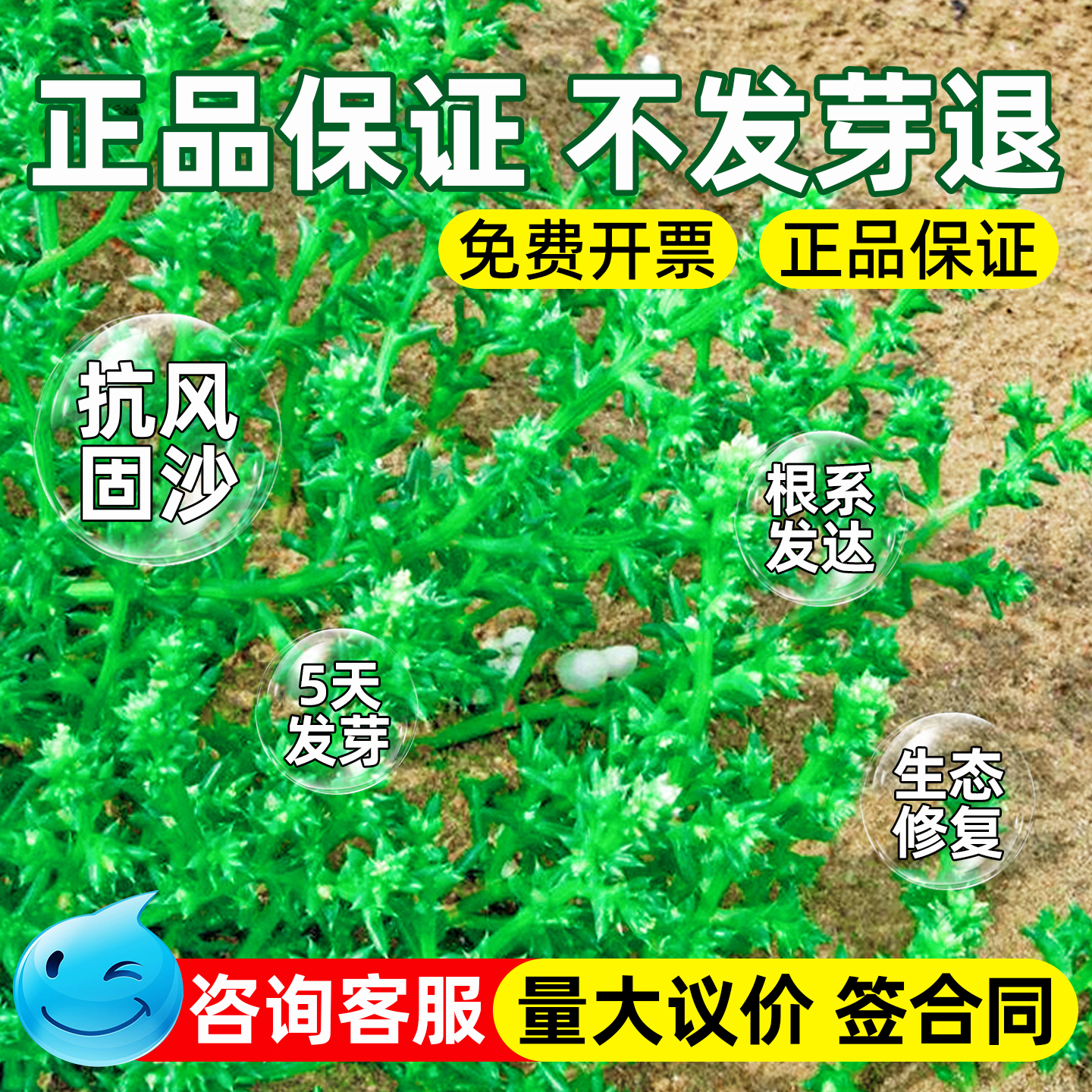 沙米种籽多年生四季高产牧草种子耐旱高蛋白畜牧养殖家禽喜食草籽