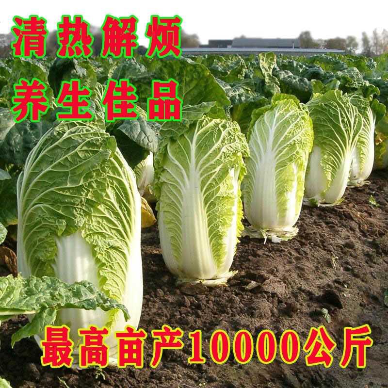 四季大白菜种子 韩国夏季秋季种植结球白菜农家田园易种蔬菜高产