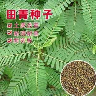 新田菁种子 绿肥植物种子 碱青涝豆 田箐牧草种子耐涝耐旱耐盐碱