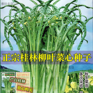正宗桂林特色柳叶菜心种子 高产春秋菜心种子四季阳台大田蔬菜籽