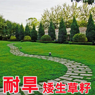 矮生百慕大种籽四季常青耐踩踏绿化草种子孑耐旱免修庭院草坪草籽