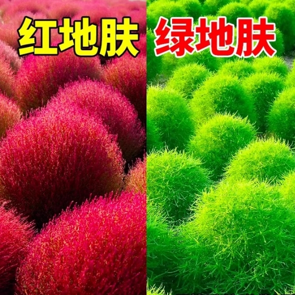 红地肤种子绿地肤花种籽扫帚草孔雀松地麦景观花海庭院草花种草籽