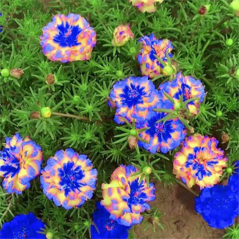 蓝色太阳花种子新品进口四季开花阳台庭院种植进化空气好养易活