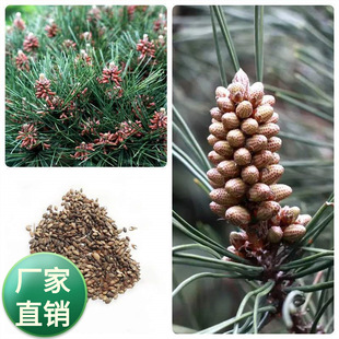 林木种子护坡造林黑松种子日本黑松种子东北黑松山东黑松松树种子