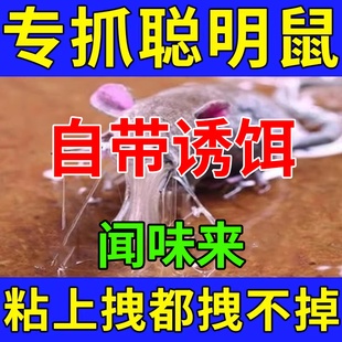老鼠粘强力粘鼠板胶粘大老鼠贴超强家用室内黏沾捕鼠器神器捉扑