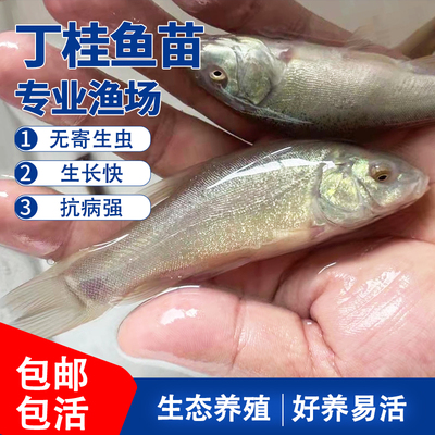 丁桂鱼苗丁鱥鱼丁穗丁贵鱼淡水活体冷水鱼养殖食用小鱼苗专用饲料