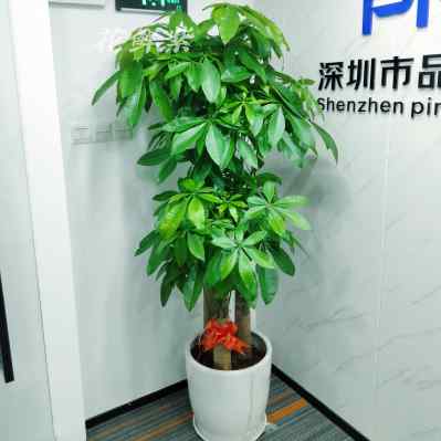 深圳发财树室内客厅办公室招财乔迁新居绿植大型植物盆栽同城配送