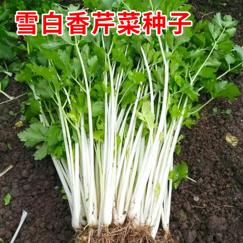 雪白香芹菜种子嫩脆白杆小芹菜