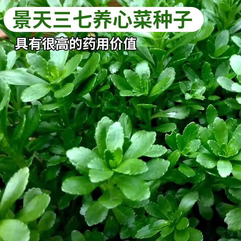 土三七高钙养心菜种子救心费菜可食用野菜四季播阳台盆栽蔬菜种籽