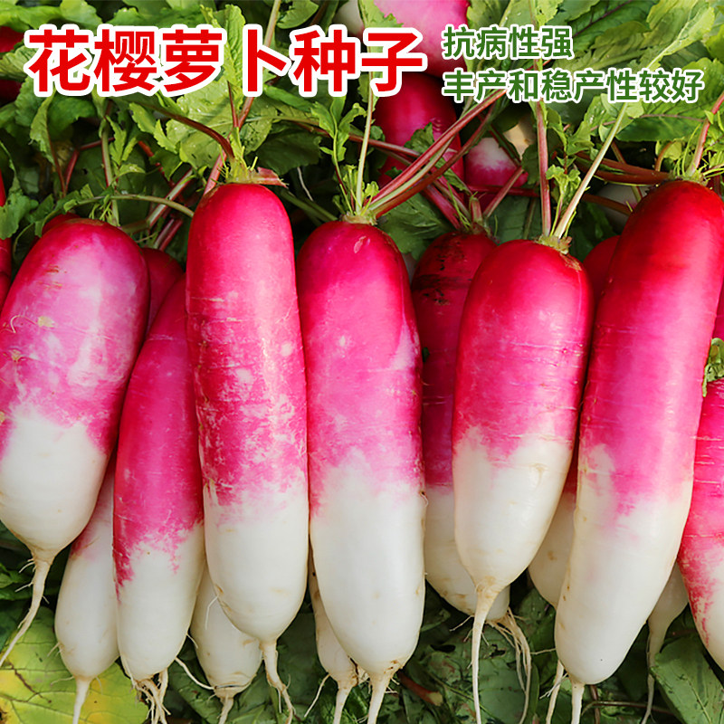 花樱萝卜种子白肉甜脆一点红水萝卜种籽大田阳台盆栽春秋蔬菜种孑