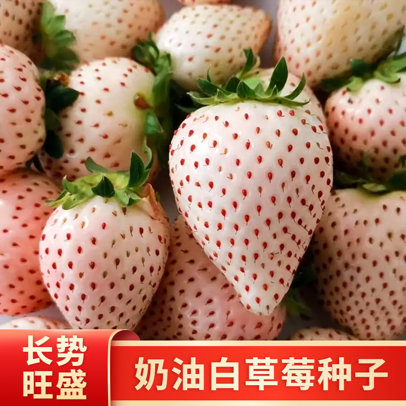 家庭盆栽奶油白草莓种籽长势旺盛图片