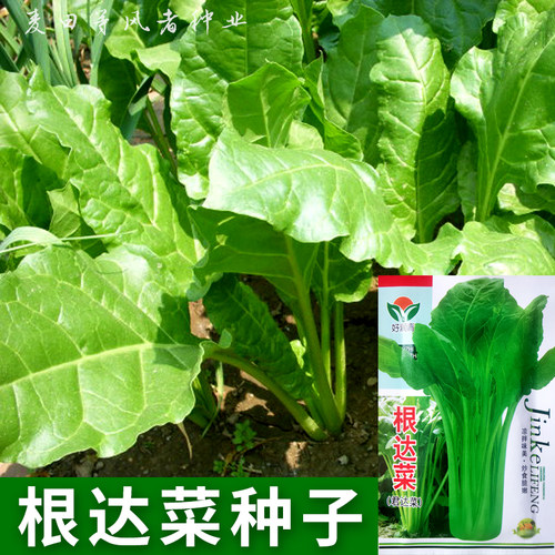 根达菜种子牛皮菜厚皮菜莙荙菜籽