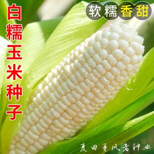 粤白糯6号玉米种子香甜软糯国审糯米苞谷粘玉米种籽农家田园蔬菜