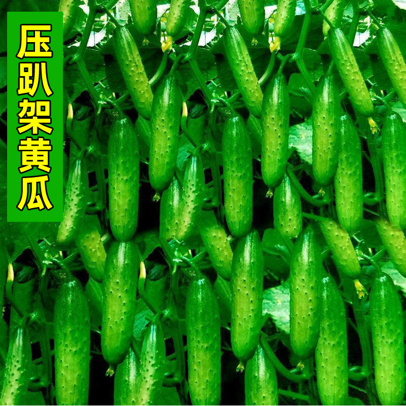 高产旱黄瓜种子春季秋早春青瓜多果压趴架水果黄瓜种籽盆栽蔬菜孑,鲜花速递/花卉仿真/绿植园艺,家庭园艺种子,淘宝优惠券,粉丝福利购,淘宝优惠卷