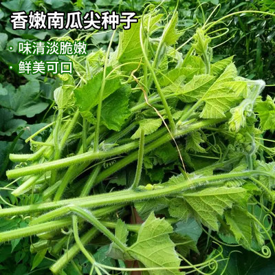 蔬菜香嫩南瓜尖种子专吃茎嫩叶藤