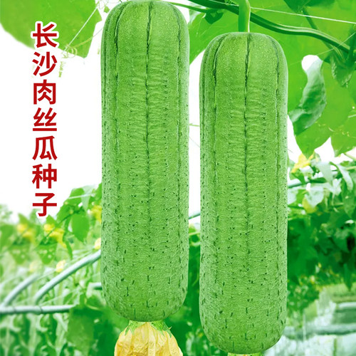 长沙肉丝瓜种子早熟蔬菜
