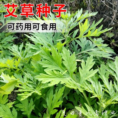 艾草种子野生食用艾叶种籽大小叶