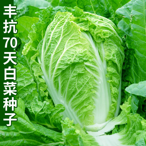 丰抗70天白菜种子甜脆结球大白菜