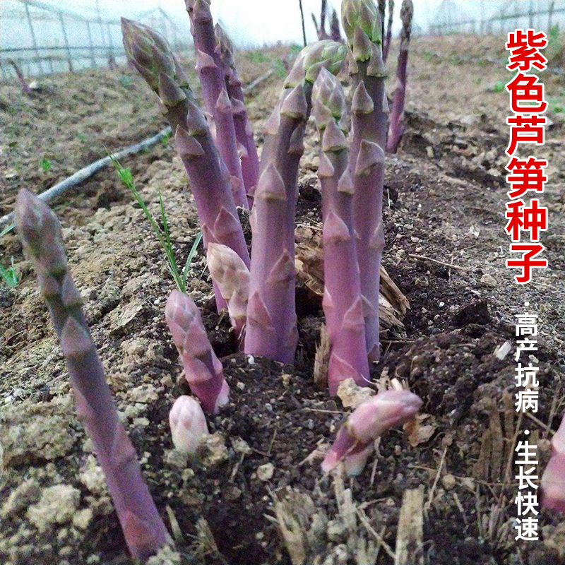 紫色芦笋种子苗带土根盆栽龙须菜四季种植蔬菜种苗孑高产根苗多年 鲜花速递/花卉仿真/绿植园艺 种苗/半成品盆栽 原图主图