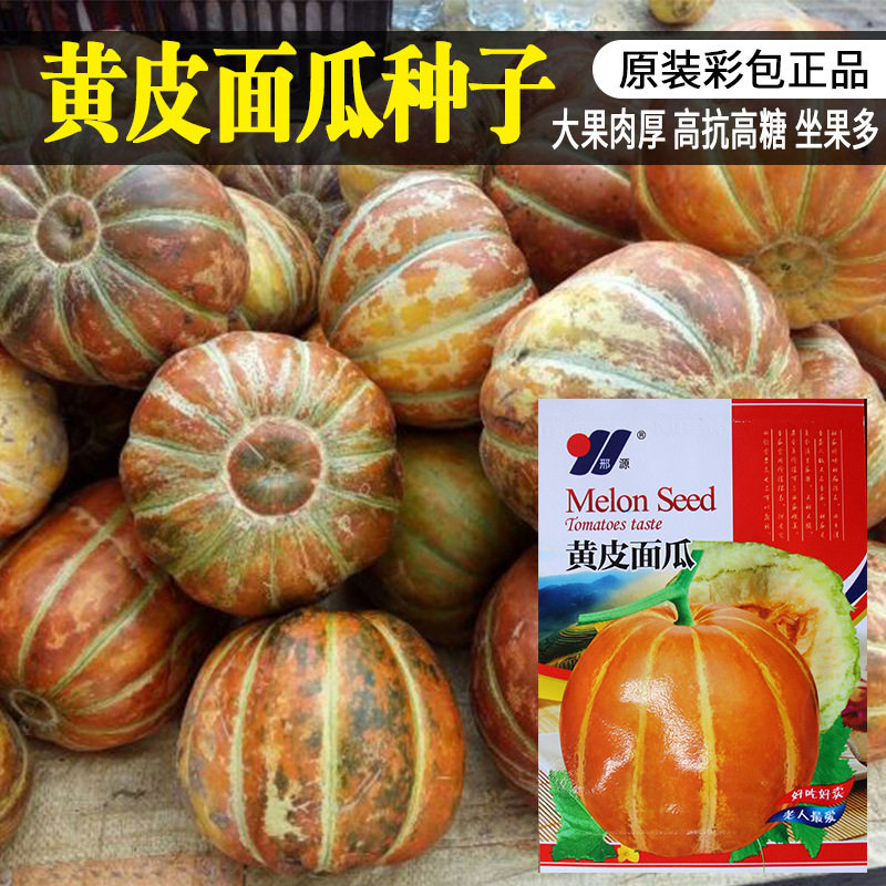 黄皮面瓜种子生吃甜瓜香瓜阳台盆栽庭院农家作物春夏季播水果种籽