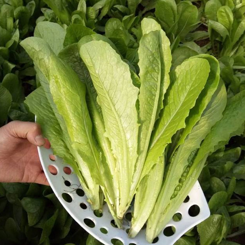 汉斯沙拉生菜香香菜种子窝鸡窝麻叶菜油麦菜青菜夏秋季种蔬菜籽孑