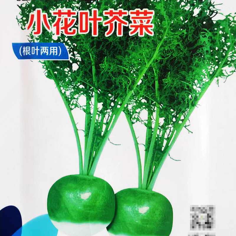 春秋季小花叶芥菜种子辣疙瘩阳台盆栽庭院农家作物疏蔬菜介菜种籽