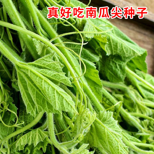南瓜苗尖种子专吃藤茎嫩叶
