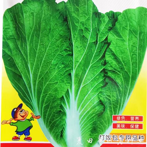 打饭包菜东北即食大叶美味