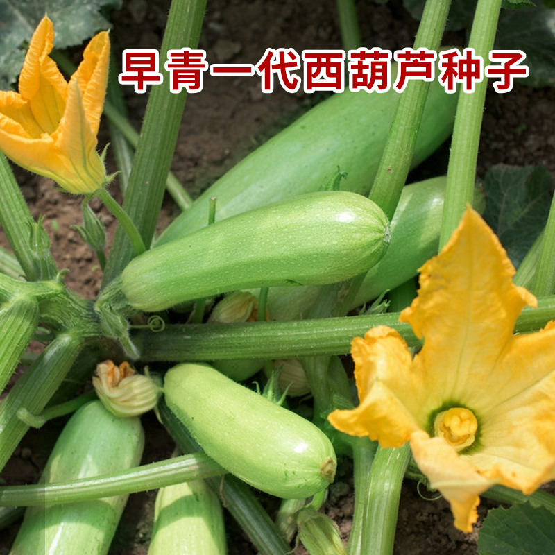 早青一代杂交西葫芦种子