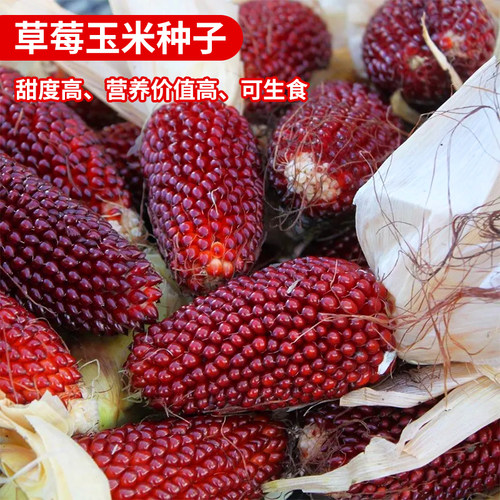 草莓玉米种子鲜食生吃蔬菜种子