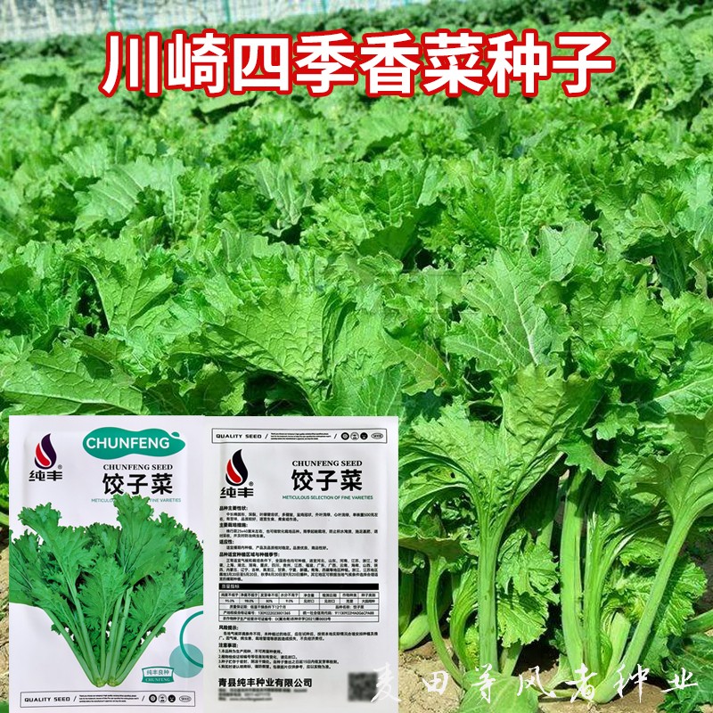 川崎四季香菜种子庭院阳台盆栽