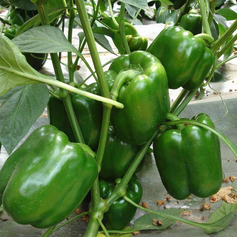 甜椒种子灯笼南方秧苗四季