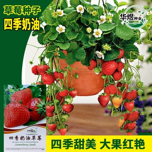 秋季 奶油草莓种子水果种籽四季 种苗家庭春季 盆栽草莓种籽孑阳台