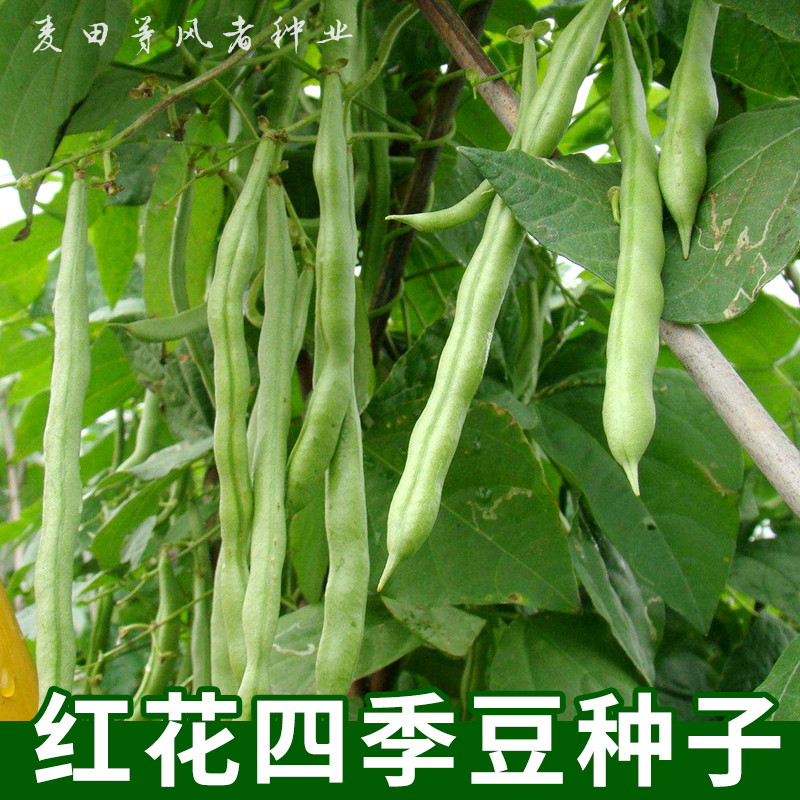 红花四季豆种子芸豆菜豆架豆种籽春秋播农家菜园阳台爬藤蔬菜种孑