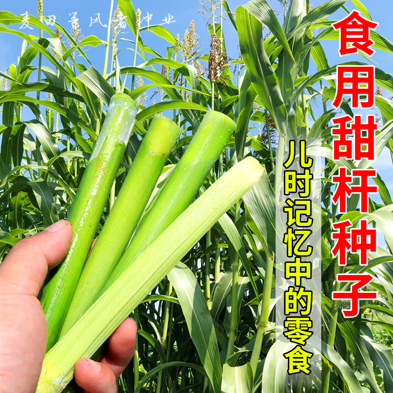 食用甜杆种子水果型高糖甜杆种籽北方小甘蔗甜高粱种子春秋农家种