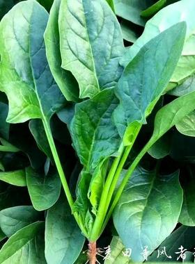 本地土菠菜种子籽红根小尖叶菠菜种子耐高温四季青菜蔬菜种子大全