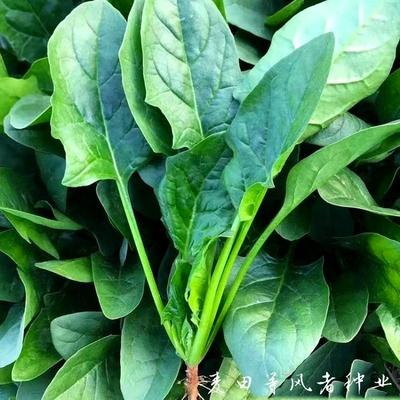 本地土菠菜种子红根小尖叶菠菜